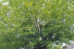 M&M MultiServices Jardinage - Tarbes