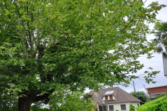 M&M MultiServices Jardinage - Tarbes