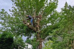 M&M MultiServices Jardinage - Tarbes