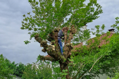 M&M MultiServices Jardinage - Tarbes